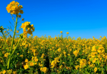 China to suspend some tariffs on Canadian farm and seafood products after Carney visit